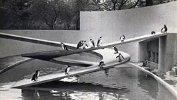Londres - La piscine des pingouins - London Zoo